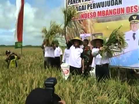 Gubernur Bersama Mentan Panen Padi 1.000 Hektar di Cilacap