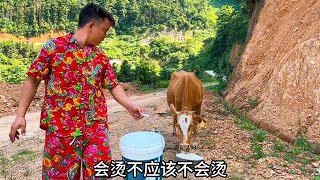 一头母牛生完小牛，怕它奶水不足给它安排几斤面条下奶，这管用吗 #我的乡野山居生活 #我的农场生活 #放牛娃的日常 #2024新农人计划 #抖音乡村生活家