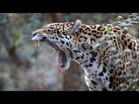 Operation Jaguar