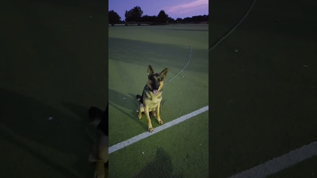 Watch Crazy reactive dog transformation for only 15 minutes a day. #dog #dogtraining #germanshepherd #gsd on YouTube Watch Crazy reactive dog transformation for only 15 minutes a day. #dog #dogtraining #germanshepherd #gsd on YouTube