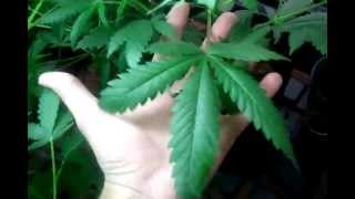 Vegging Super Lemon Haze - Bubba Kush