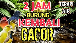 Sangat Ampuh 2 Jam Suara Gemericik Air  Terapi Burung Macet Agar Kembali Gacor Dan Rajin Bunyi