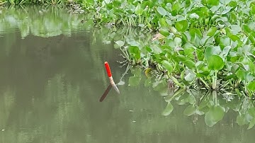 Trời Âm U Cá Rô Phi Ăn Rất Mạnh , Thả Xuống Là Lôi Phao Chạy Liền | Câu Cá Rô Phi