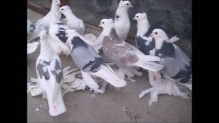 Malatya Bol Paçalı Kuşları (Ali Mum) Resimi