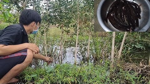 Cắm câu cá lóc trong tràm| sản vật sông nước miền tây có rất nhiều | Long An quê tôi