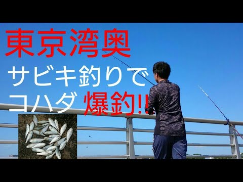 東京湾奥 強風の中サビキ釣りでコハダ爆釣 Youtube