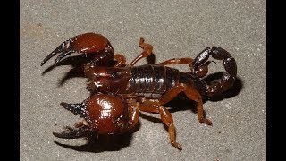 top 10 most dangerous scorpions of the world