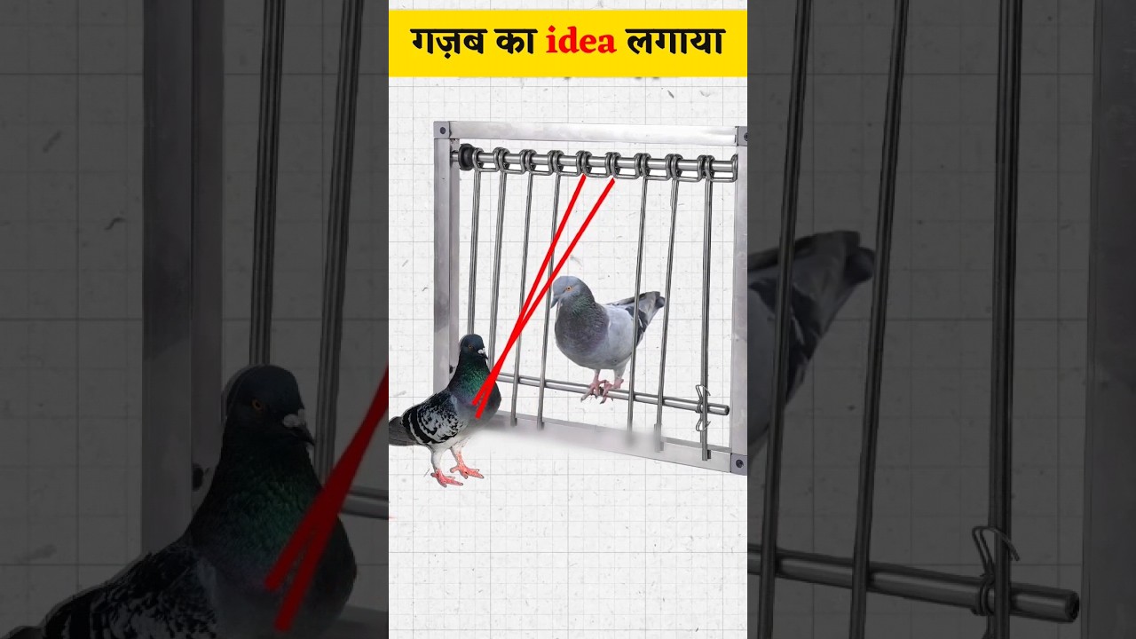 चिड़ियां पकड़ने का सबसे आसान तरीका 