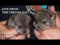 Live from the trevor zoo  episode 401  chinchillas