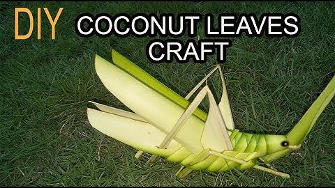 D.I.Y. How To Make A Grasshopper From Coconut Leaf