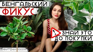 Бенгальский ФИКУС ОДРИ🌿Audrey🌿Посмотри ПЕРЕД ПОКУПКОЙ! ⚠️Это надо знать: уход, содержание, болезни