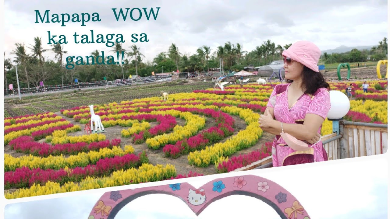 Sunflower Farm Barotac Nuevo, Iloilo YouTube