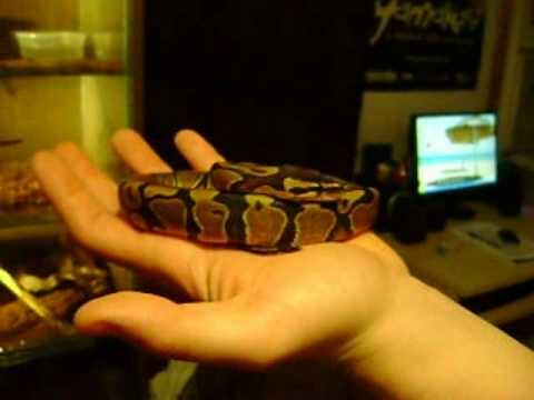Boa Constrictor and Python Regius