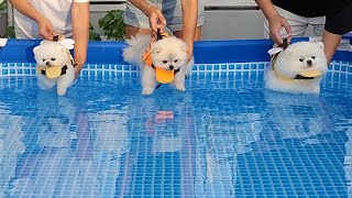 A swimming competition for little puppies