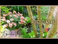 【ガーデンvlog】おすすめの夏苗｜秋まで咲くお花｜レンガの花台