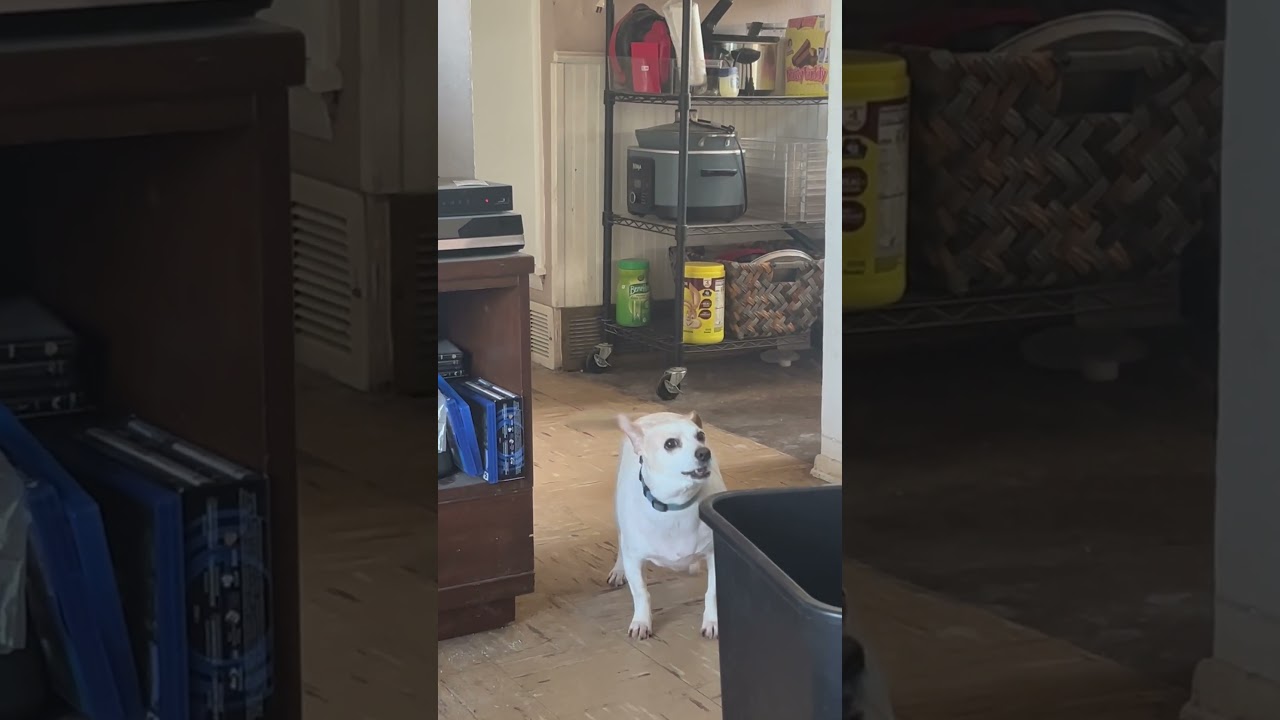 "Paw-some Alert: My Dog's Hilarious 'Let Me Out!' Bark"