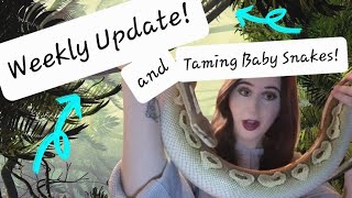 Weekly Update & Defensive Baby Ball Pythons! 🐍
