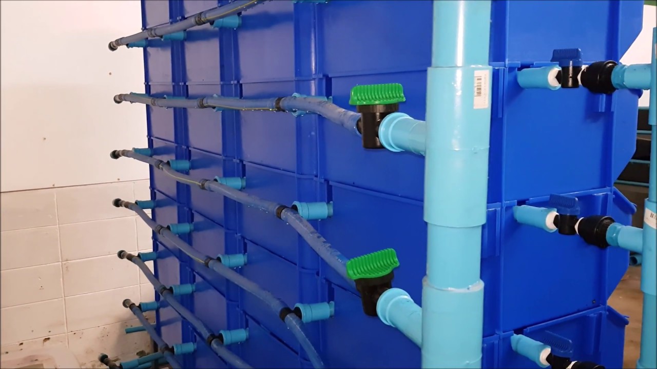 Aquaplanet Vertical Mud Crab Farm With Filter System Youtube Aquaplanet Vertical Mud Crab Farm With Filter System Youtube