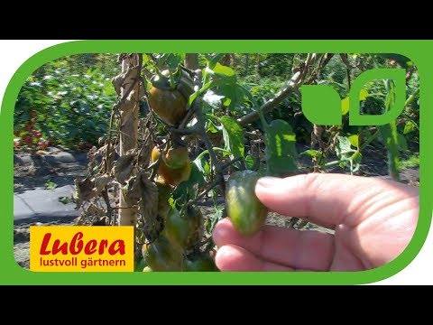 Video: Vertikilläre Tomatenwelke