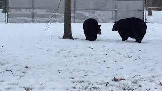 Do bears wag their tails?