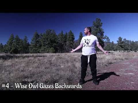 Videovorschaubild zu „Qi Gong Exercise 4  - Wise Owl Gazes Backwards“ von Brendan Cabral - Tao of Strength