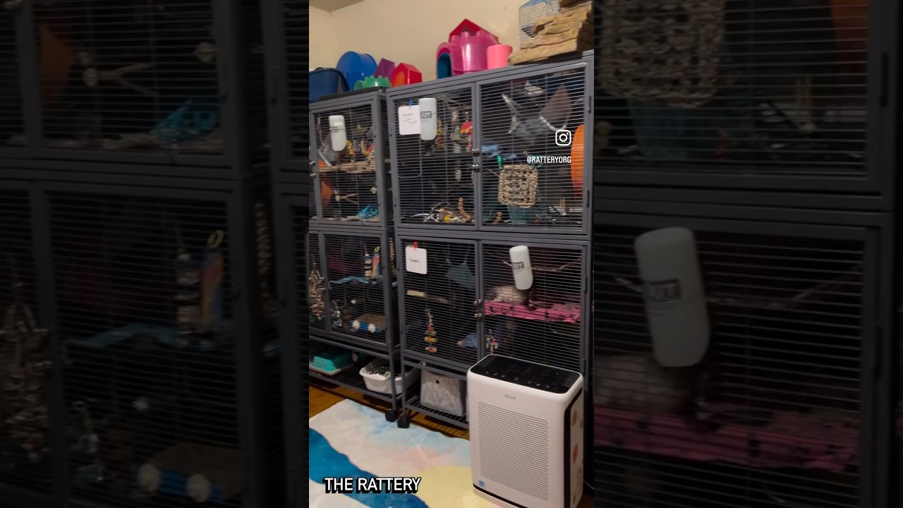 Take a leisurely stroll through our rat room in Denver 