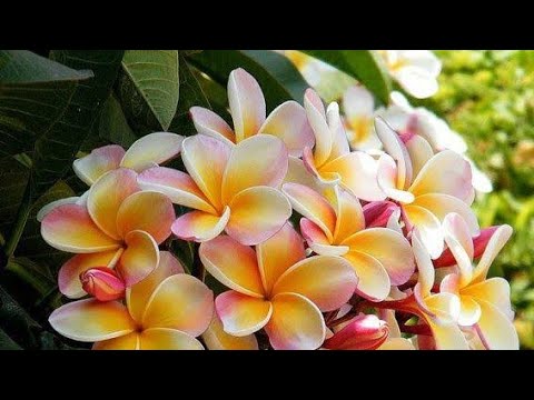 Video: Plumeria - A Symbol Of Immortality