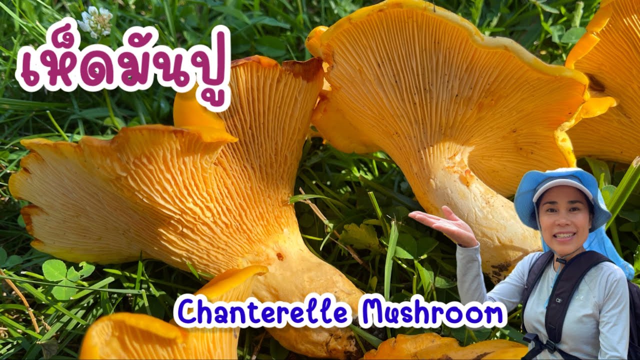 CHANTERELLE MUSHROOM FORAGING IN NEW YORK 2023 เก็บรอบนี้ดอกใหญ่