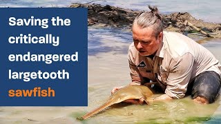 Saving the critically endangered largetooth sawfish