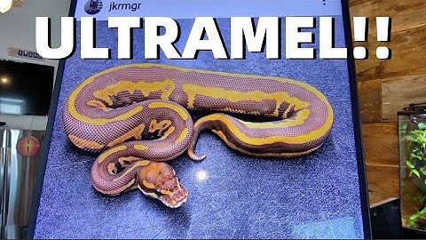 Amazing Ultramel Ball Python Combos!! MC PIC OF THE WEEK