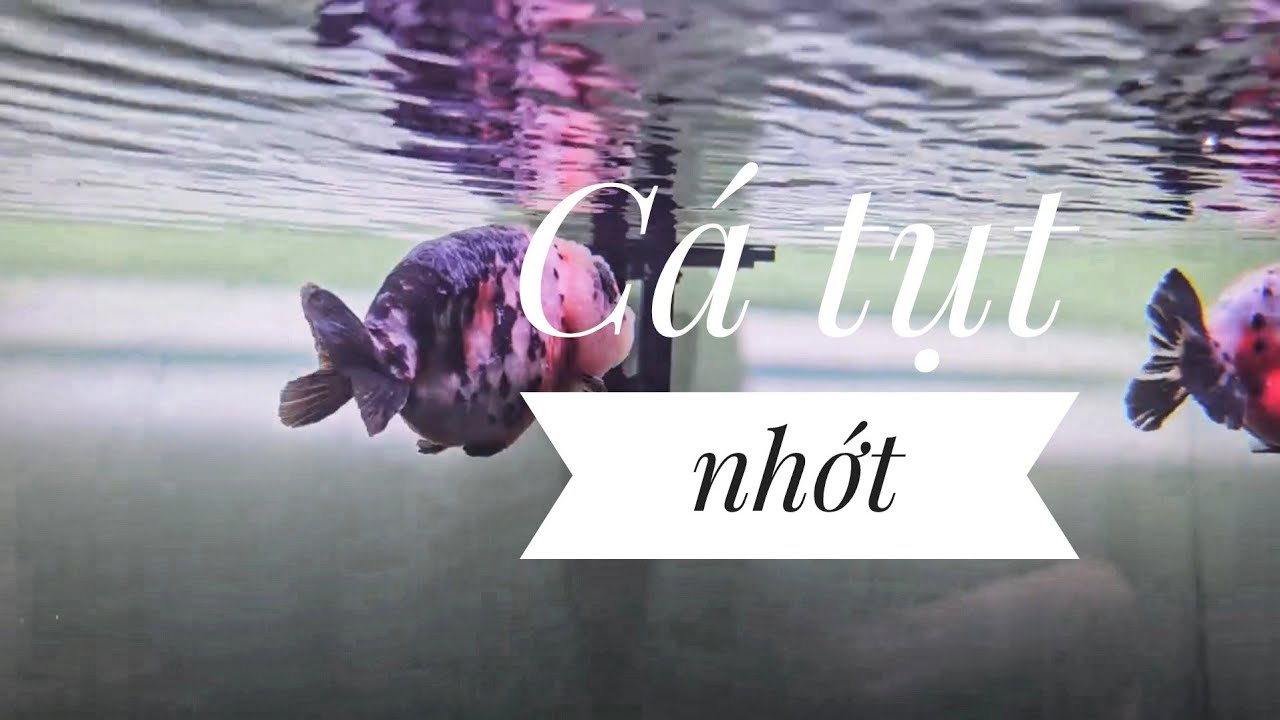 Fish 224: Cấp cứu khi cá bị tụt nhớt