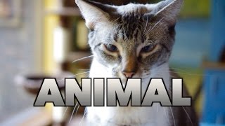 Miike Snow - Animal Cover - One Man Band