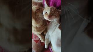 Me explaining my feelings for 20 mins My cat: 🥱 #trendingshorts #cat #viral