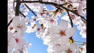 【ボカロオリジナル】桜の木の下に【v4flower】