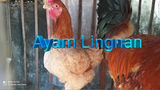 Ayam Lingnan
