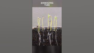 Growing tomato plants #timelapse #amazingtube