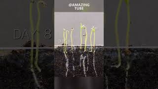 Growing Tomato Plants #Timelapse #Amazingtube