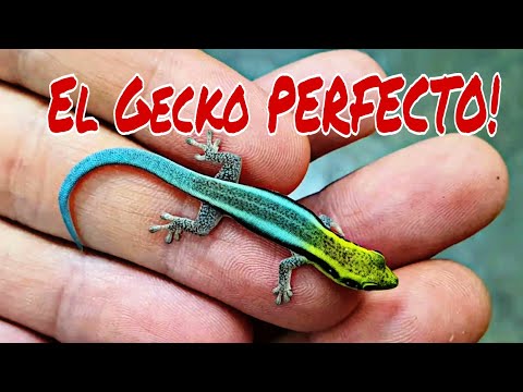 Video: Cómo configurar un terrario de día Gecko