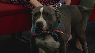 Clear the Shelters: Tractor Supply Co. & Sanger Animal Shelter