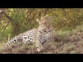 Masai Mara 2017 Teil 2 