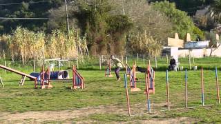 Hugo and Kissy - 22 Trofeu Agility No Stress December - A3 Agility