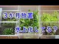 【水草の水上化】セットして3か月放置していた水草を確認した