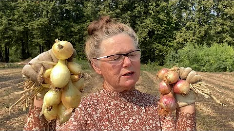 САМЫЙ УРОЖАЙНЫЙ ЛУК 🧅 ЛУК-ШАЛОТ