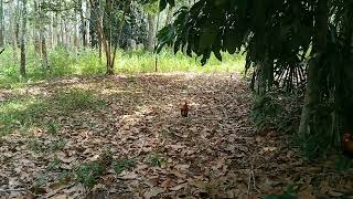 PIKAT AYAM HUTAN JANTAN 37: PIKAT KUAT TEMBAK ORI KURANG GARANG