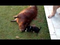 Amor de uma capivara com um cachorrinho