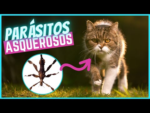 Video: Piojos De Gato - Pediculosis Felina - Parásitos Del Gato