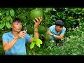 Reviving a Forgotten Fruit Garden From Scratch #TrieuAnhTV #HoaKy #lifeisbutadream