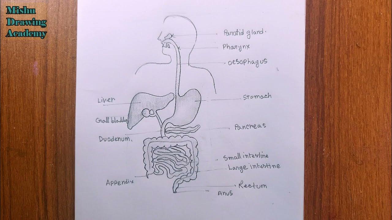 how to draw human digestive system easily - YouTube