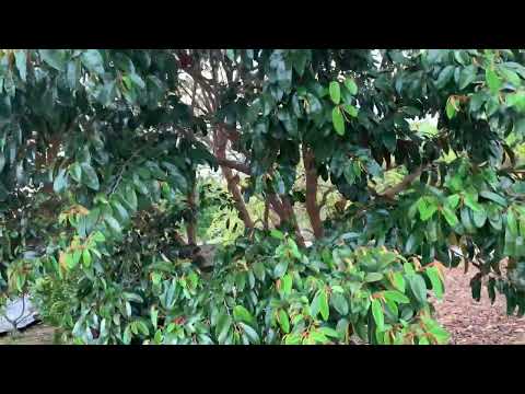 Caimito Star Apple growing in Zone 9b