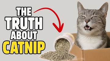 Catnip Secrets EXPOSED What It Really Does to Cats